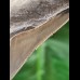 9,7 cm scharfer grauer Zahn des Megalodon