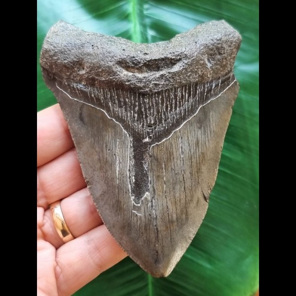 10,9 cm graublauer Zahn des Megalodon