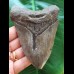 10,9 cm graublauer Zahn des Megalodon