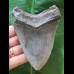 10,9 cm graublauer Zahn des Megalodon