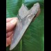 10,9 cm graublauer Zahn des Megalodon