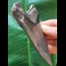 10,9 cm graublauer Zahn des Megalodon
