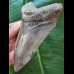 10,9 cm graublauer Zahn des Megalodon