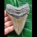 10.1 cm blue-grey tooth of the Megalodon