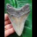 10.1 cm blue-grey tooth of the Megalodon