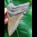 10.1 cm blue-grey tooth of the Megalodon