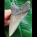 10.1 cm blue-grey tooth of the Megalodon
