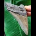10.1 cm blue-grey tooth of the Megalodon