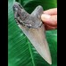 10.1 cm blue-grey tooth of the Megalodon