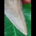 10.1 cm blue-grey tooth of the Megalodon