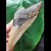 11,7 cm dolchförmiger Zahn des Megalodon