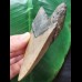 11,7 cm dolchförmiger Zahn des Megalodon