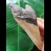 11,7 cm dolchförmiger Zahn des Megalodon