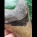 11,7 cm dolchförmiger Zahn des Megalodon
