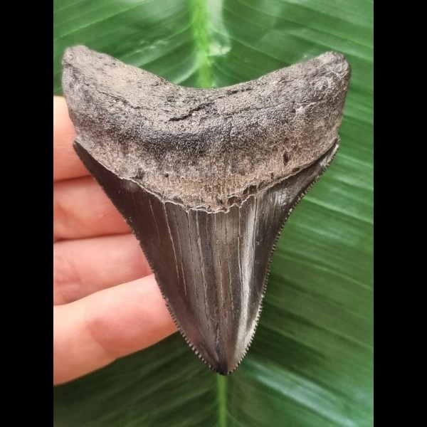 7.4 cm blue-black tooth of the Megalodon