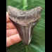 7.4 cm blue-black tooth of the Megalodon