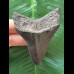 7.4 cm blue-black tooth of the Megalodon
