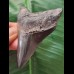 7.4 cm blue-black tooth of the Megalodon