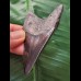 7.4 cm blue-black tooth of the Megalodon