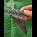 7.4 cm blue-black tooth of the Megalodon