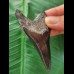 7.4 cm blue-black tooth of the Megalodon