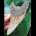 13.9 cm larger brown tooth of the Carcharocles Megalodon