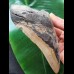 13.9 cm larger brown tooth of the Carcharocles Megalodon