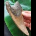 13.9 cm larger brown tooth of the Carcharocles Megalodon