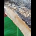 13.9 cm larger brown tooth of the Carcharocles Megalodon