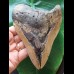 13.9 cm larger brown tooth of the Carcharocles Megalodon