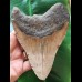 13.9 cm larger brown tooth of the Carcharocles Megalodon