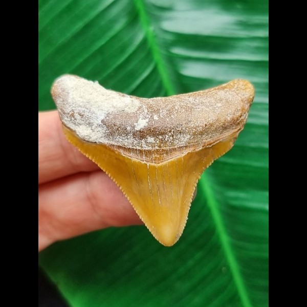4.5 cm orange posterior tooth of the Megalodon from Chile
