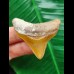 4.5 cm orange posterior tooth of the Megalodon from Chile