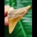 4.5 cm orange posterior tooth of the Megalodon from Chile