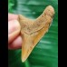 4.5 cm orange posterior tooth of the Megalodon from Chile