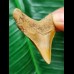 4.5 cm orange posterior tooth of the Megalodon from Chile