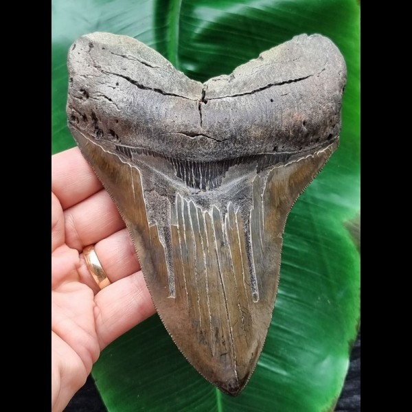 14,2 cm facettenreich gefärbter Zahn des Megalodon mit massiver Zahnwurzel