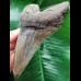 14,2 cm facettenreich gefärbter Zahn des Megalodon mit massiver Zahnwurzel