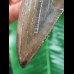 14,2 cm facettenreich gefärbter Zahn des Megalodon mit massiver Zahnwurzel
