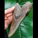 14,2 cm facettenreich gefärbter Zahn des Megalodon mit massiver Zahnwurzel
