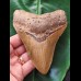 12.3 cm long beautifully coloured tooth of the Megalodon