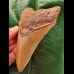 12.3 cm long beautifully coloured tooth of the Megalodon