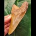 12.3 cm long beautifully coloured tooth of the Megalodon