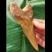 12.3 cm long beautifully coloured tooth of the Megalodon