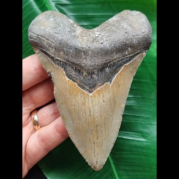 11.4 cm long narrow tooth of the Megalodon