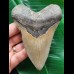 11.4 cm long narrow tooth of the Megalodon