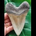 11.4 cm long narrow tooth of the Megalodon
