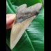 11.4 cm long narrow tooth of the Megalodon