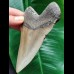 11.4 cm long narrow tooth of the Megalodon