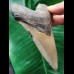 11.4 cm long narrow tooth of the Megalodon